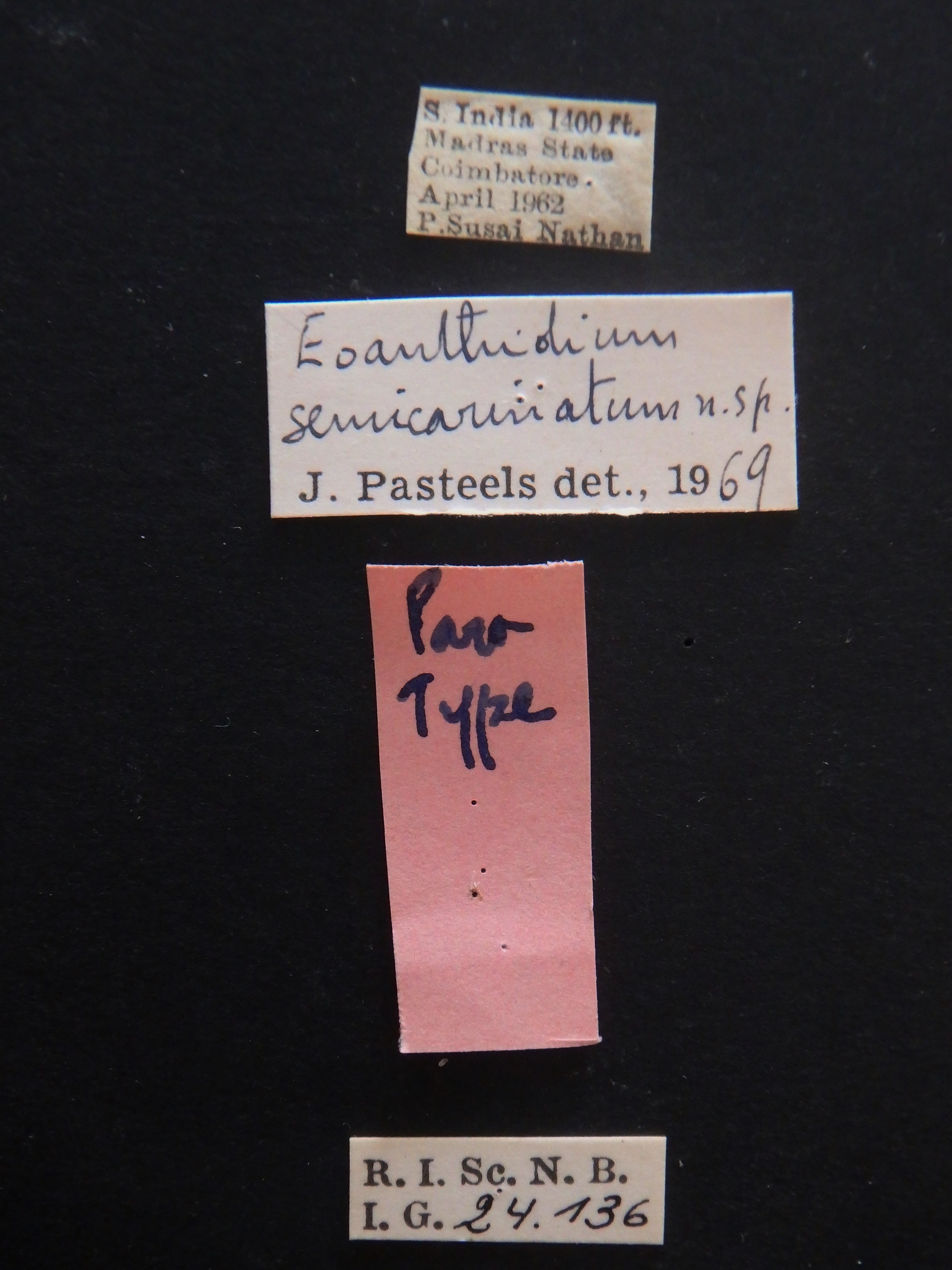 Eoanthidium semicarinatum pt Labels.JPG