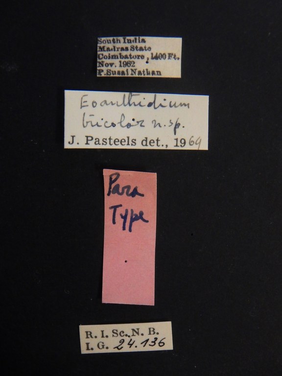 Eoanthidium tricolor pt Labels.JPG
