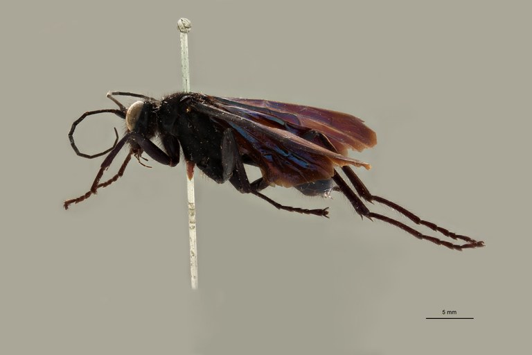 Macromeris palawanensis at L.jpg