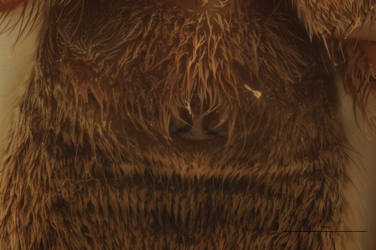 Hogna junco F At Epigyne.jpg