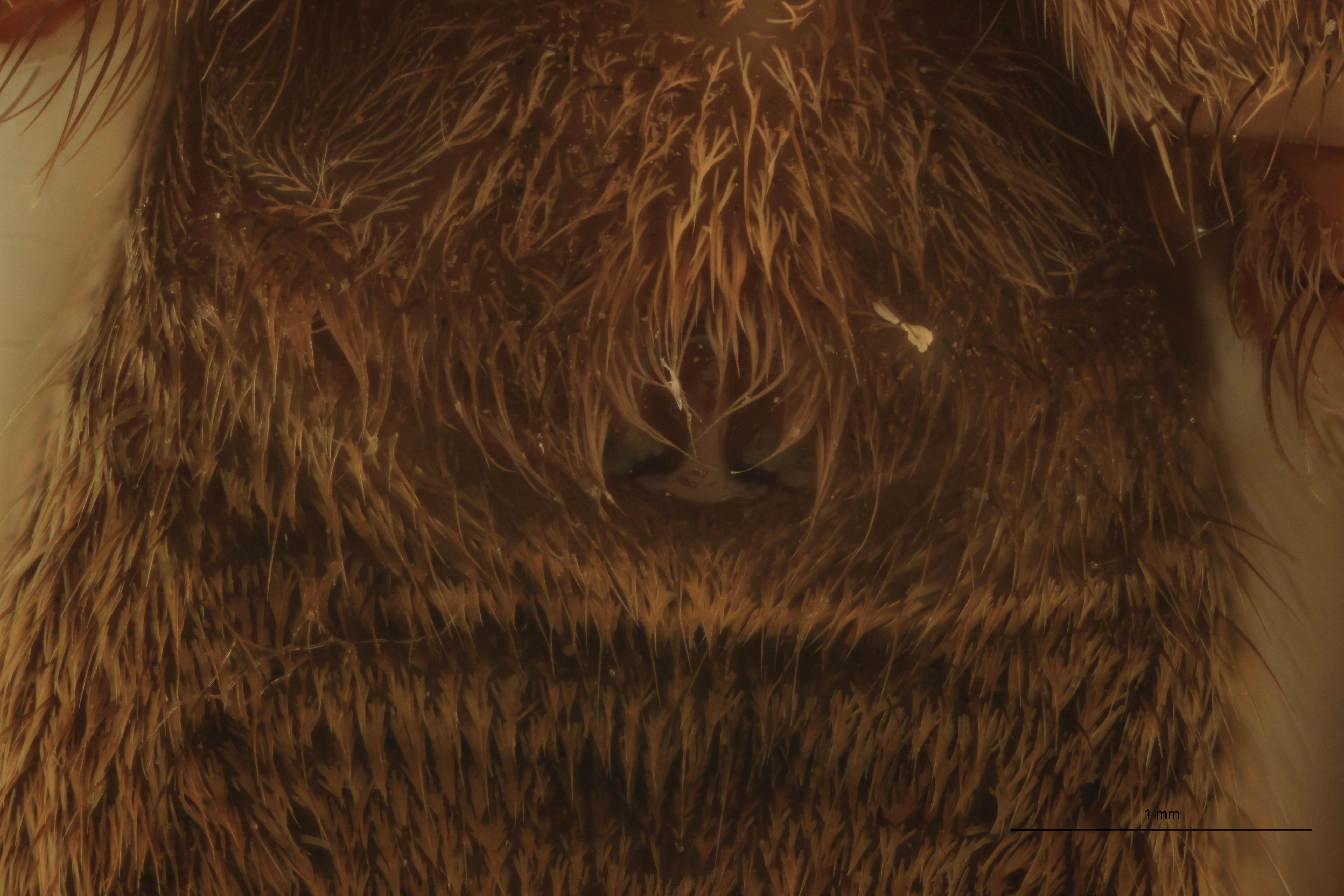 Hogna junco F At Epigyne.jpg