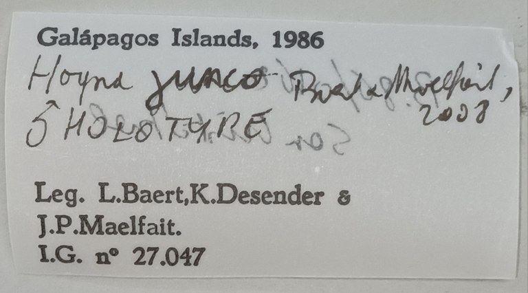 Hogna junco M Ht Labels 1.jpg