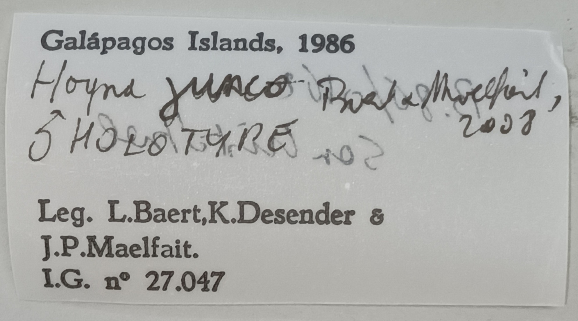 Hogna junco M Ht Labels 1.jpg