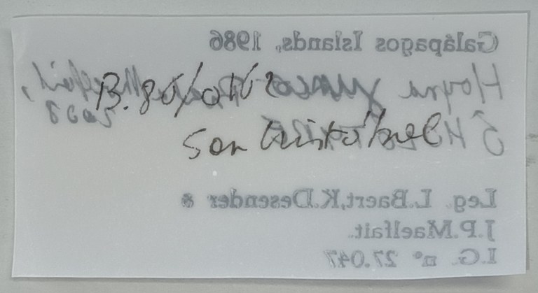 Hogna junco M Ht Labels 2.jpg