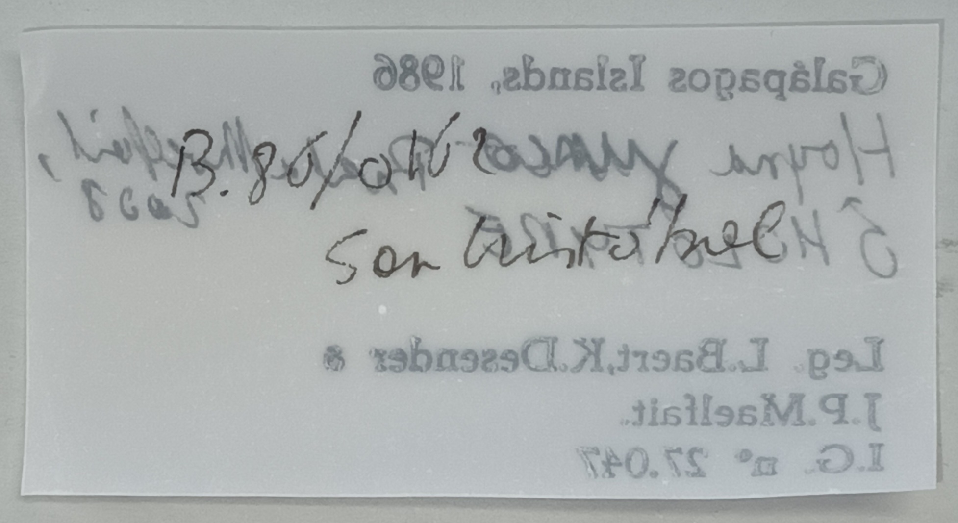 Hogna junco M Ht Labels 2.jpg