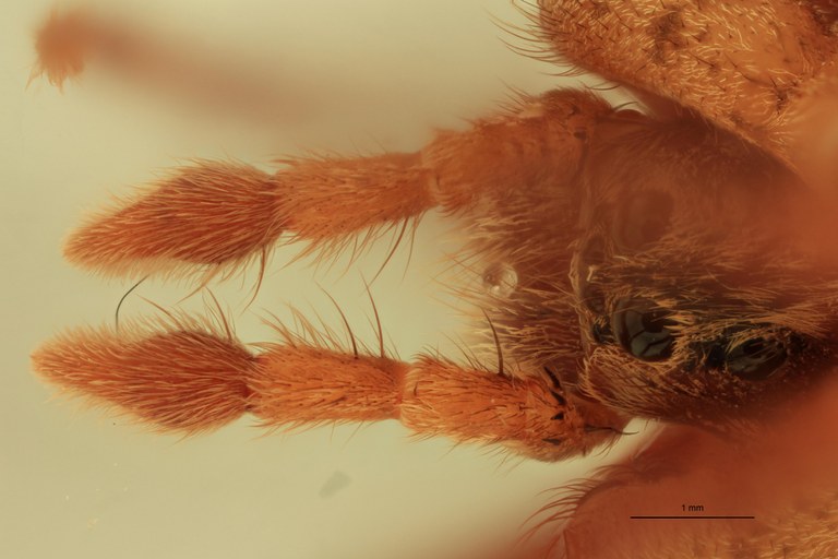 Hogna junco M Ht Pedipalps.jpg