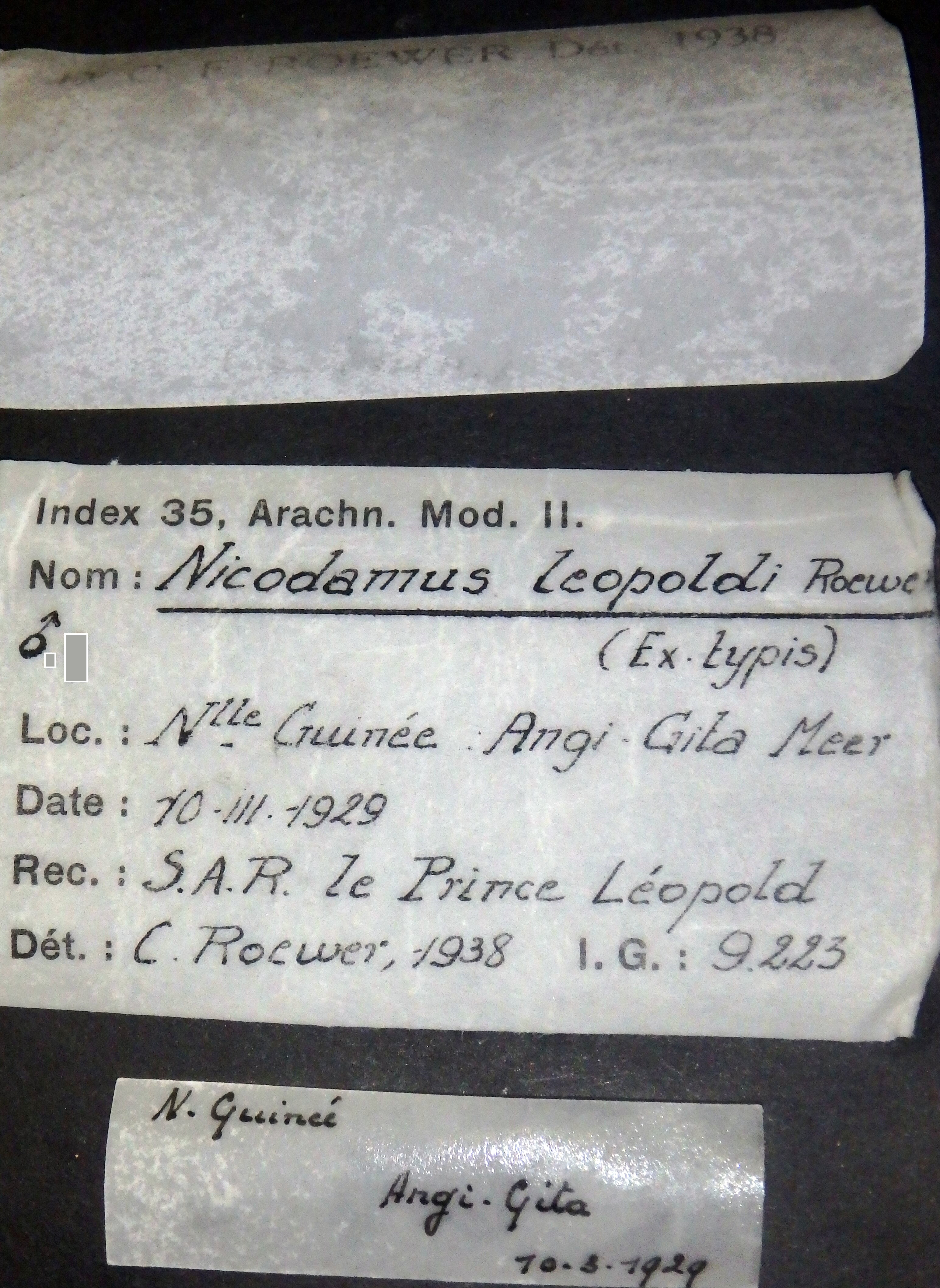 Nicodamus leopoldi et M Lb.jpg