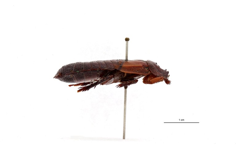 Panesthia hamifera pt female L.jpg