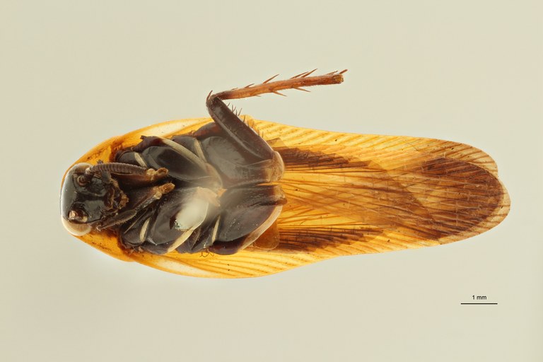 Pseudomops guerinianus nt V ZS PMax Scaled.jpeg