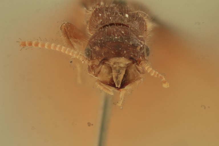 Coptotermes marabitanus T F.jpg