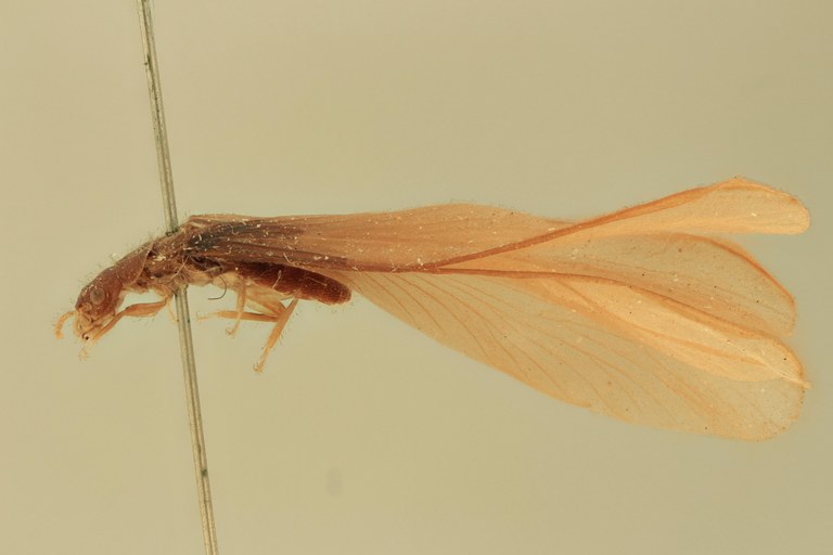 Coptotermes marabitanus T L.jpg