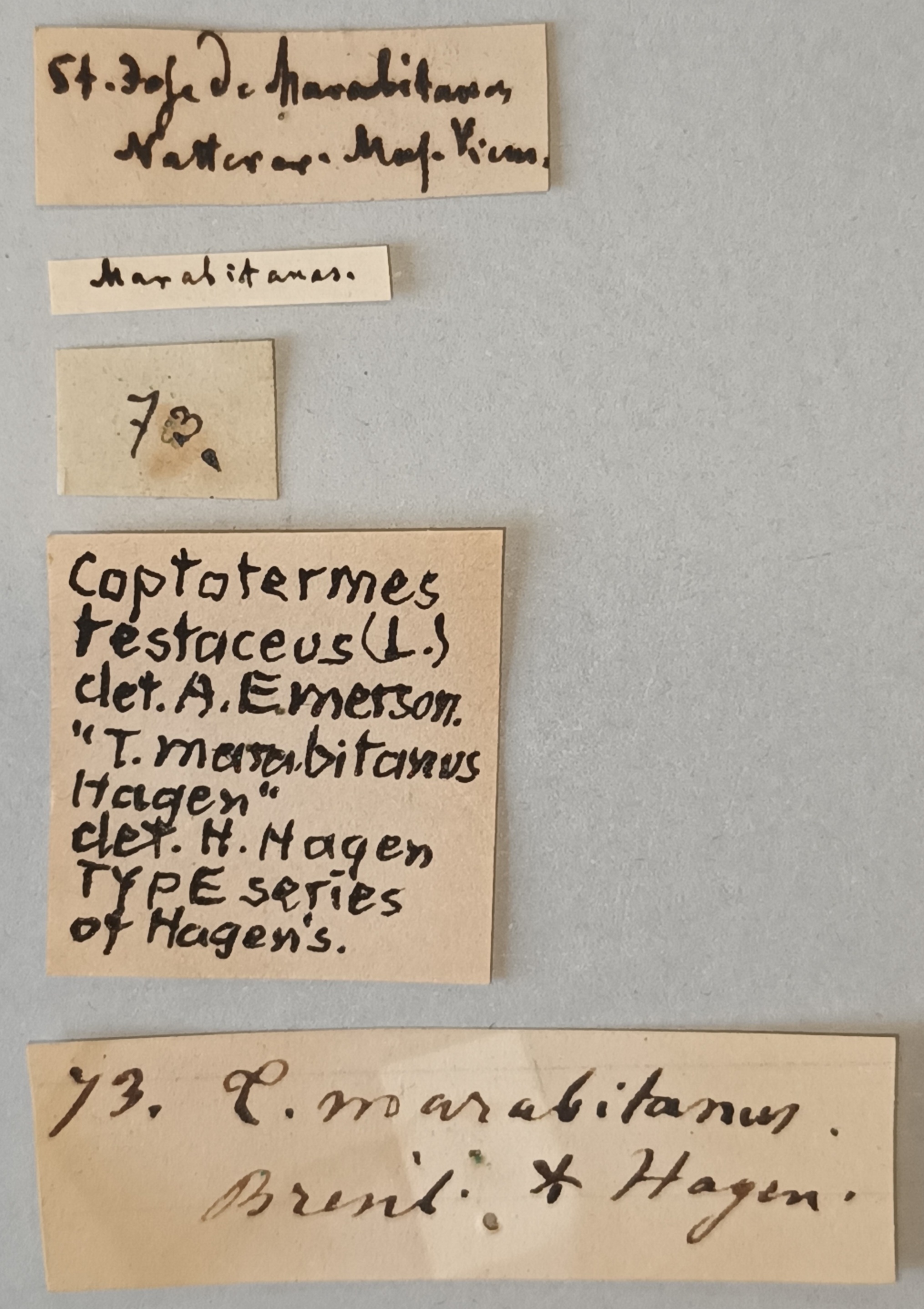 Coptotermes marabitanus T Labels.jpg