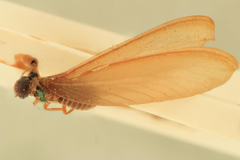 Nasutitermes rippertii Ht D.jpg