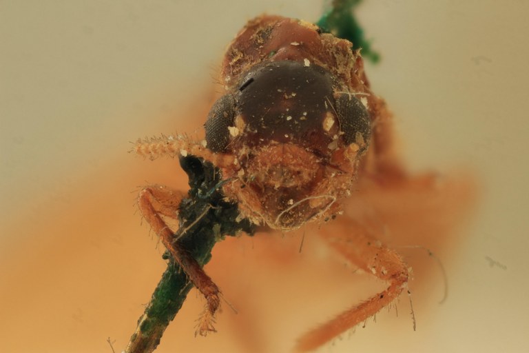 Nasutitermes rippertii Ht F.jpg