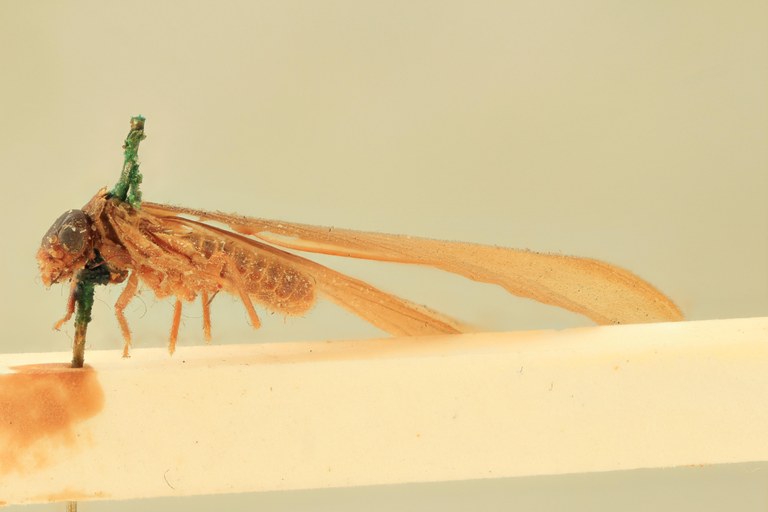 Nasutitermes rippertii Ht L.jpg