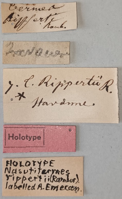 Nasutitermes rippertii Ht Labels.jpg