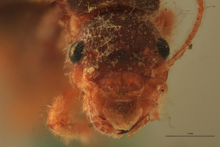 Tenuirostritermes strenuus F Plt F.jpg