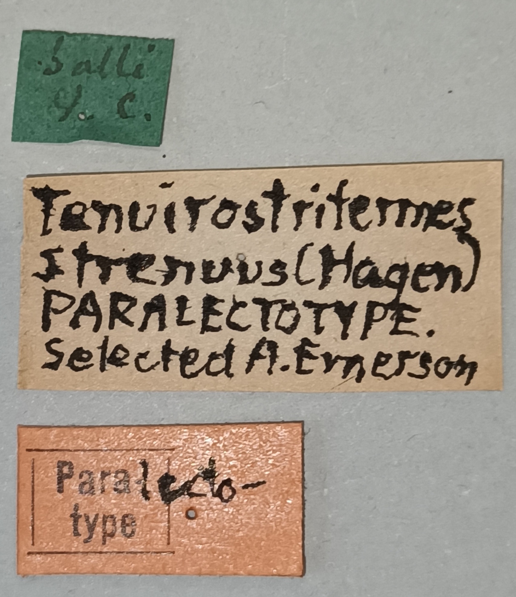 Tenuirostritermes strenuus F Plt Labels.jpg