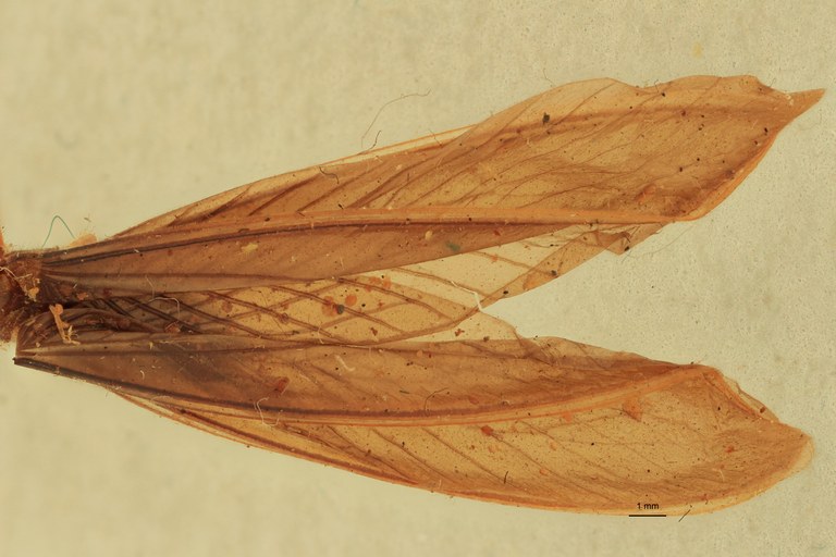 Tenuirostritermes strenuus F Plt Wings.jpg