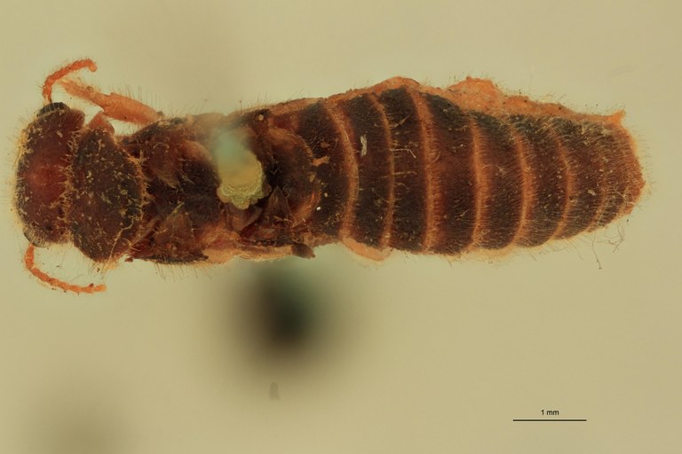 Tenuirostritermes strenuus Plt D.jpg