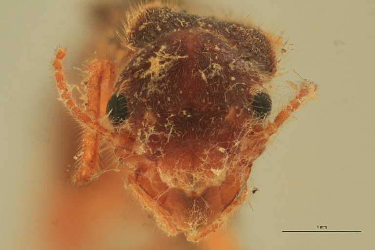 Tenuirostritermes strenuus Plt F.jpg