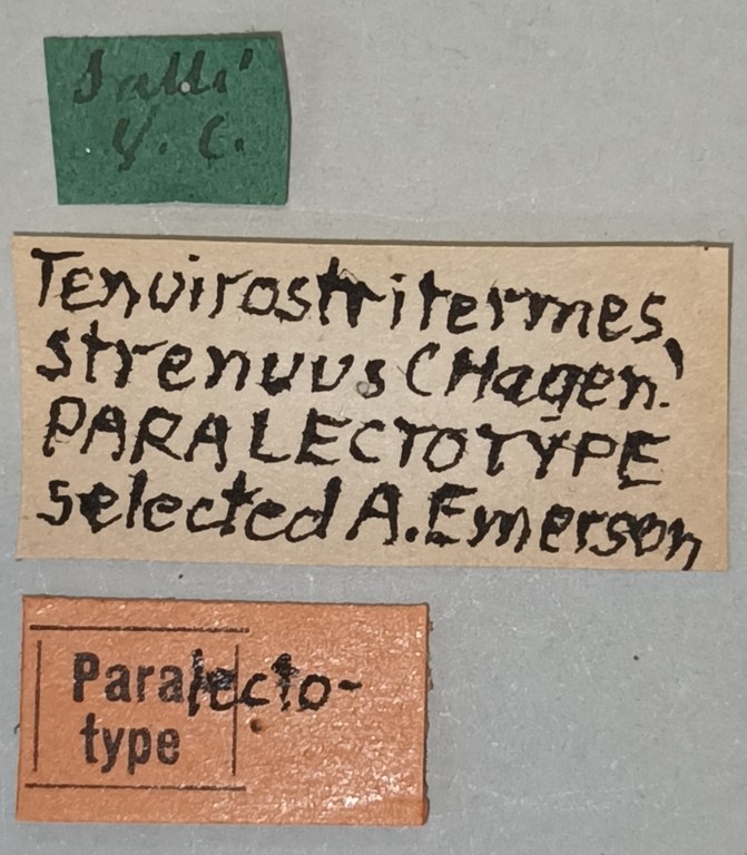 Tenuirostritermes strenuus Plt Labels.jpg