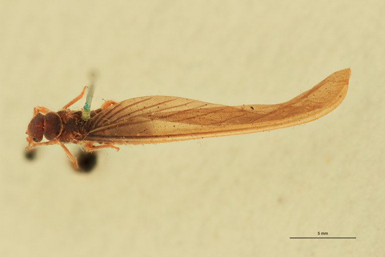 Tenuirostritermes strenuus F Lt D.jpg