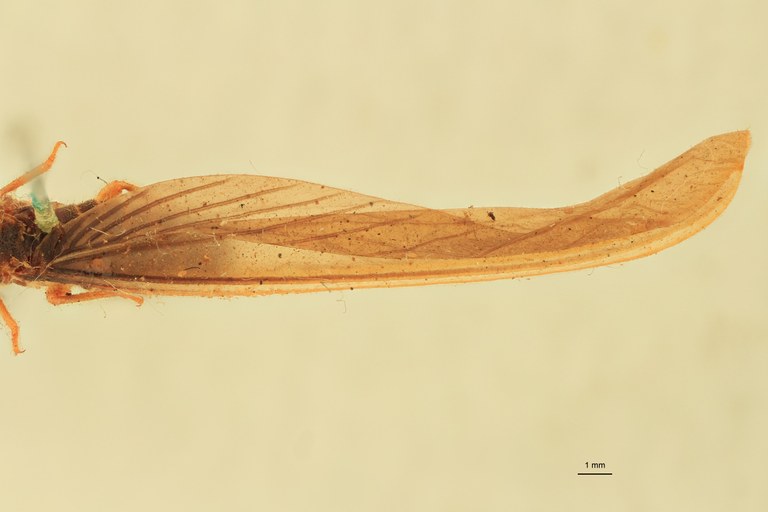 Tenuirostritermes strenuus F Lt Wings.jpg