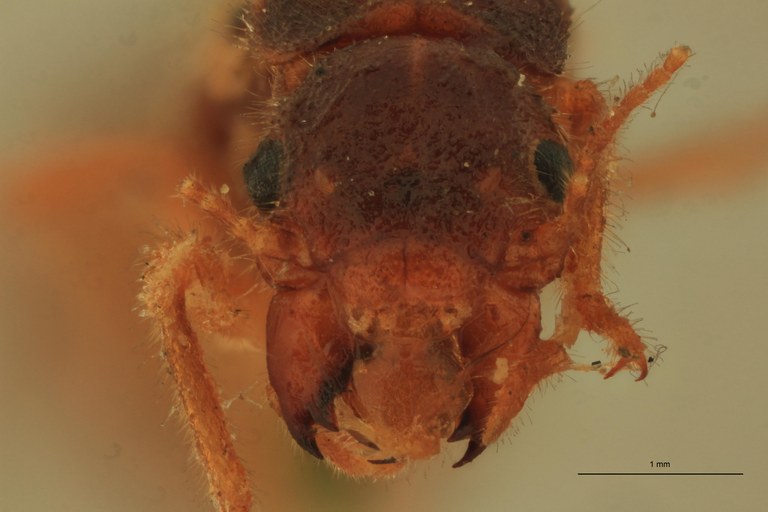 Tenuirostritermes strenuus F Lt F.jpg