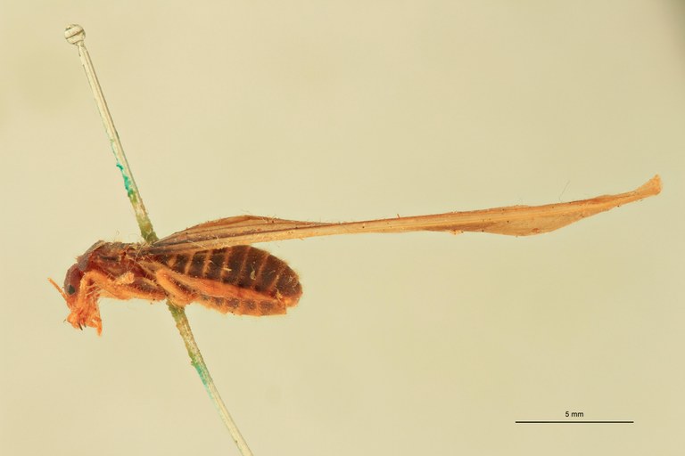 Tenuirostritermes strenuus F Lt L.jpg