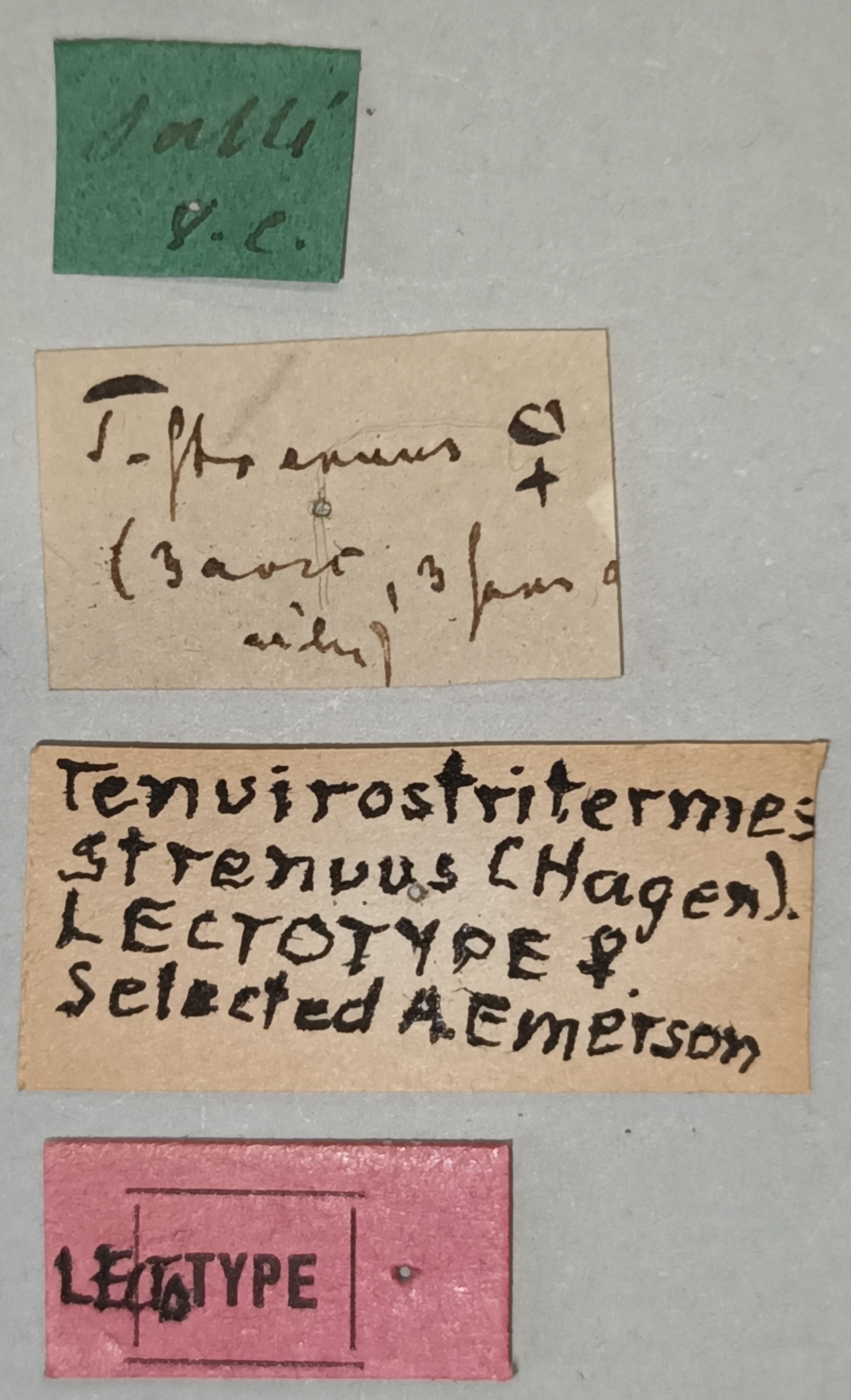 Tenuirostritermes strenuus F Lt Labels.jpg
