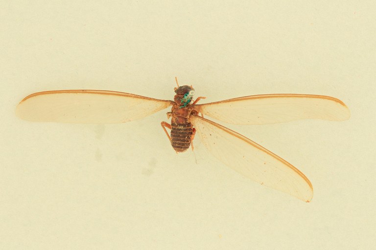 Syntermes grandis D.jpg