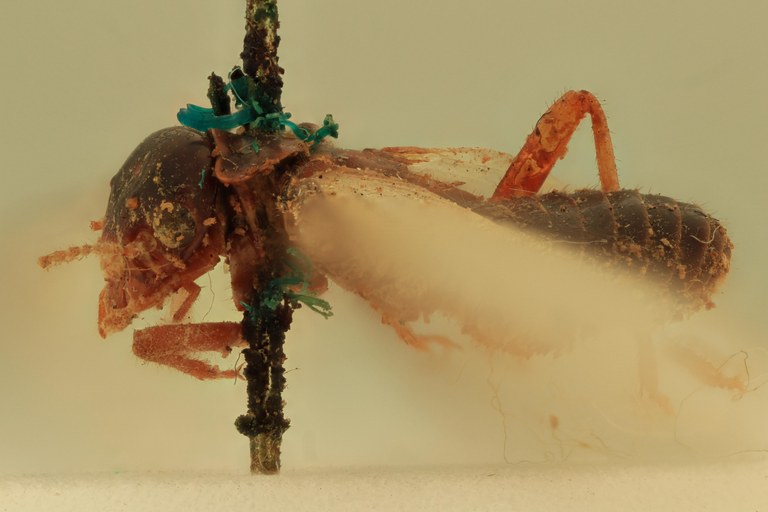 Syntermes grandis L.jpg