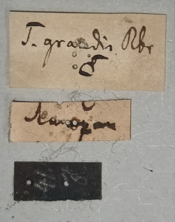 Syntermes grandis Labels.jpg