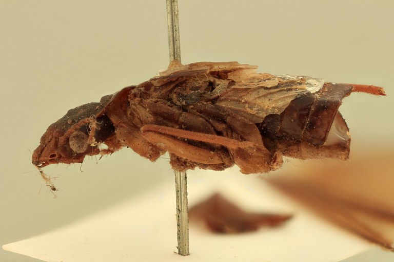 Syntermes grandis Ht L.jpg