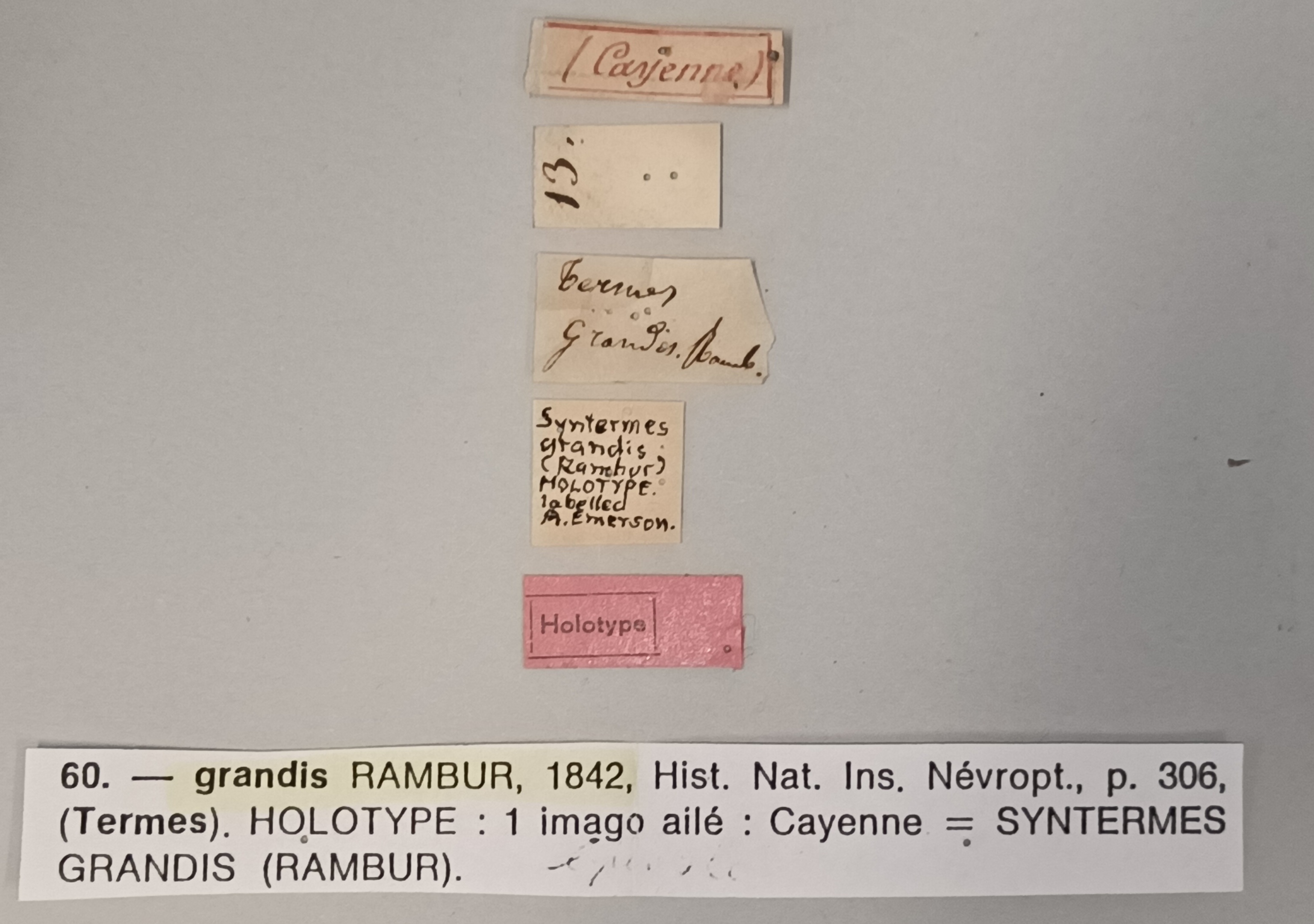 Syntermes grandis Ht Labels.jpg