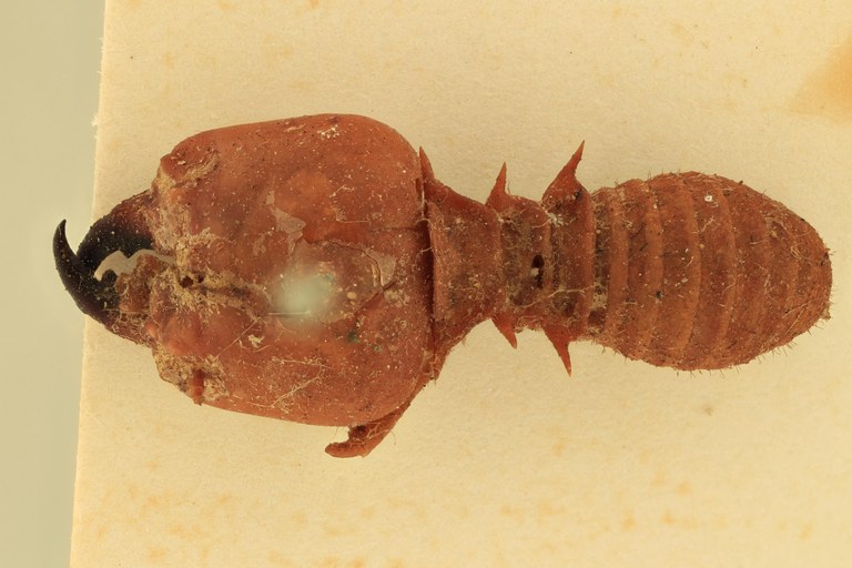 Syntermes spinosus Ht D.jpg