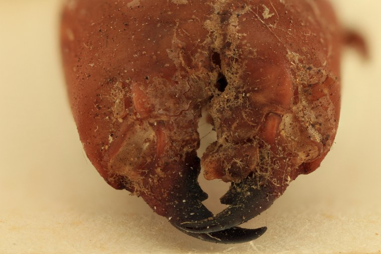 Syntermes spinosus Ht F.jpg