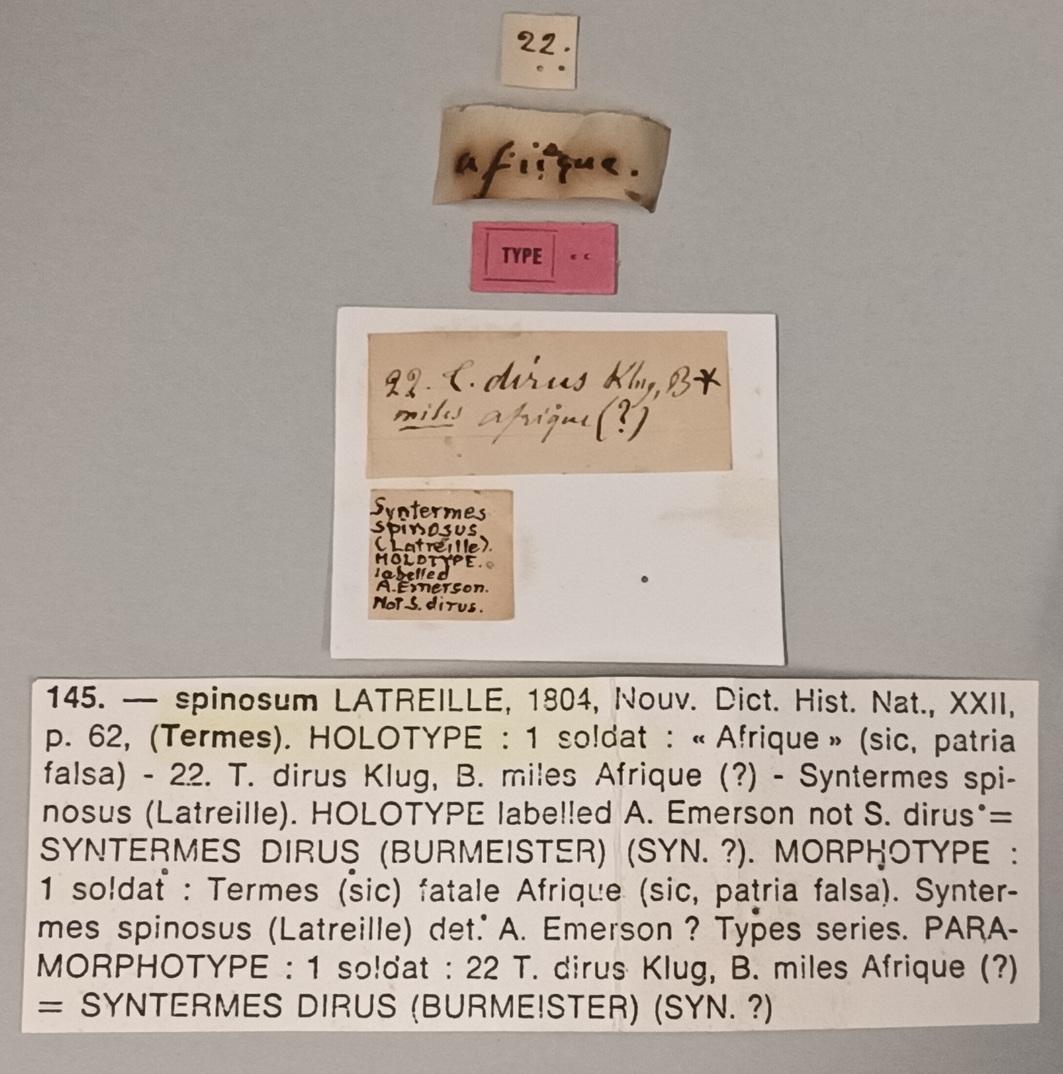 Syntermes spinosus Ht Labels.jpg