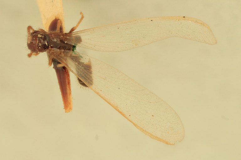 Termes debilis Plt D.jpg