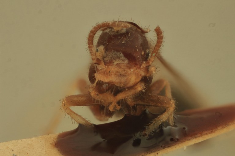 Termes debilis Plt F.jpg