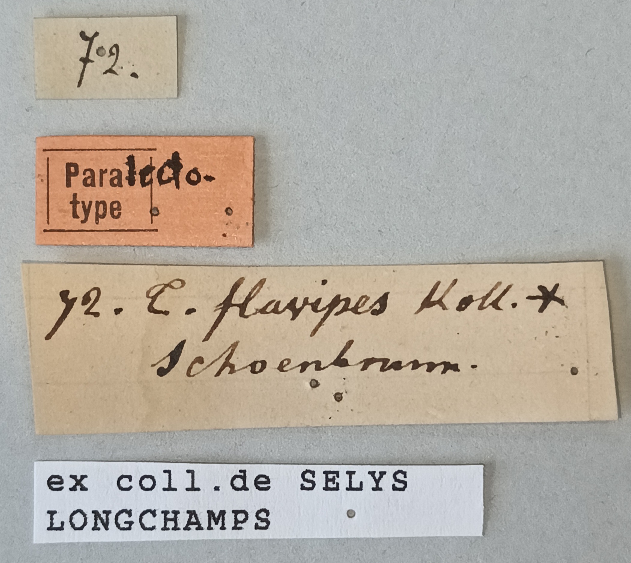 Termes debilis Plt Labels.jpg