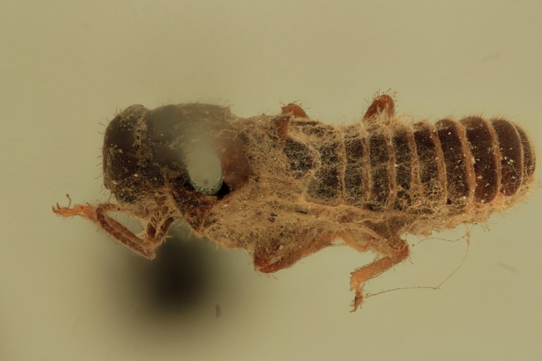 Termes tenebrosus Plt D.jpg