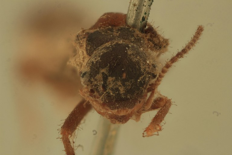 Termes tenebrosus Plt F.jpg