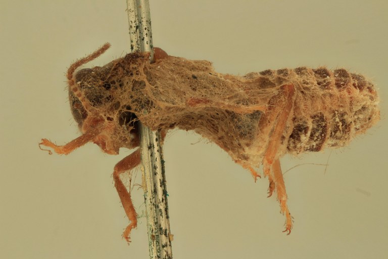 Termes tenebrosus Plt L.jpg