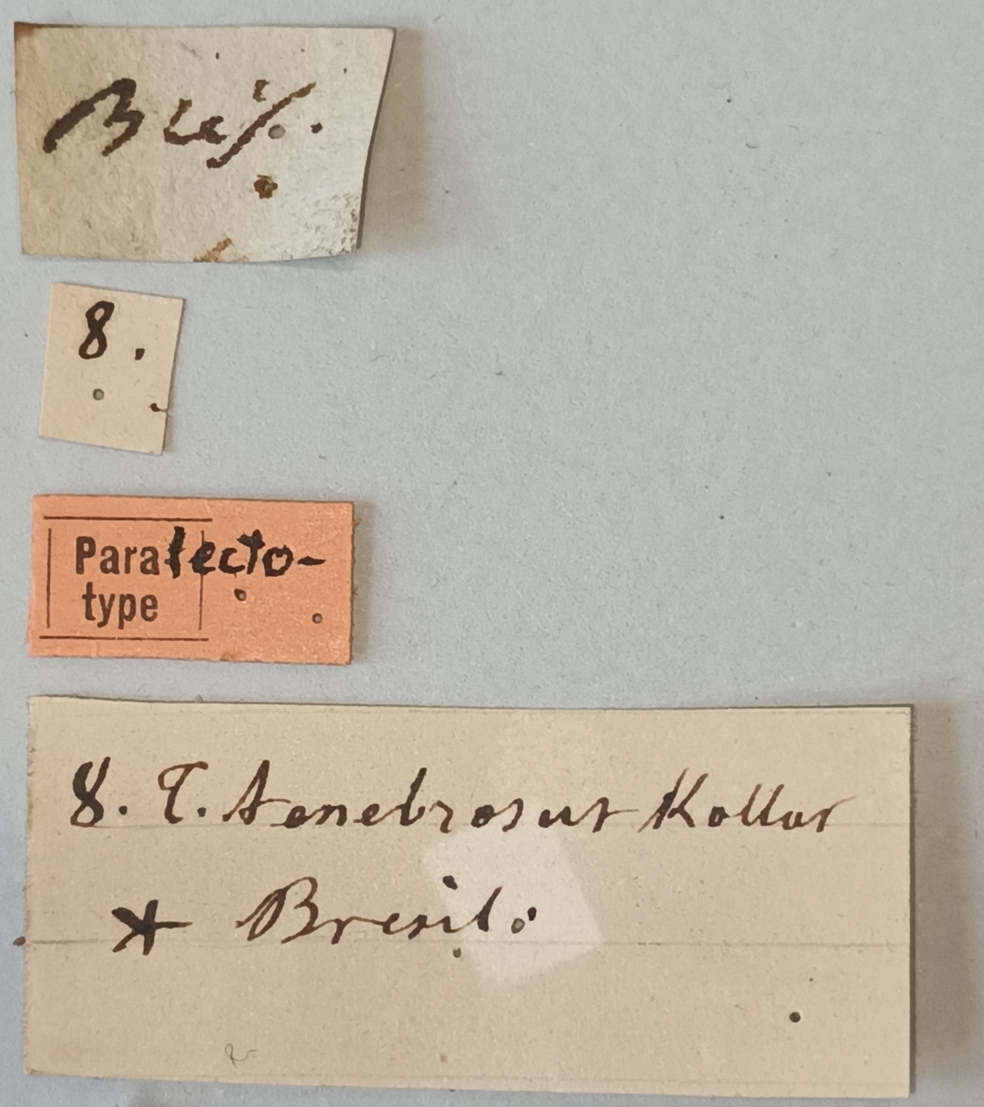 Termes tenebrosus Plt Labels.jpg