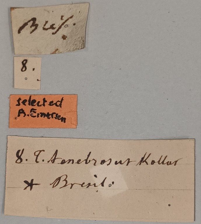 Termes tenebrosus Plt Labels Addendum.jpg