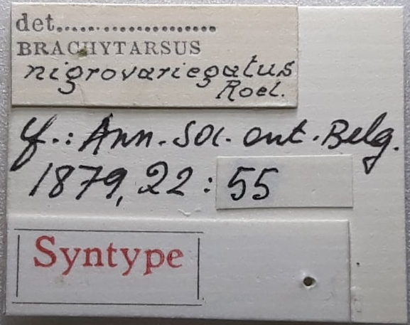 Brachytarsus niveovariegatus Syntype Label Jerome Constant .jpg