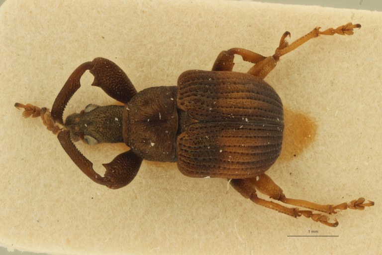 Aplassoderinus zairicus pt D