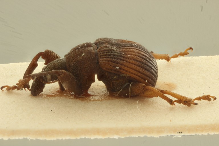 Aplassoderinus zairicus pt L